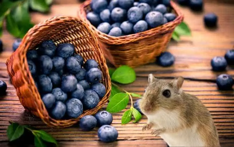 can gerbils eat blueberries