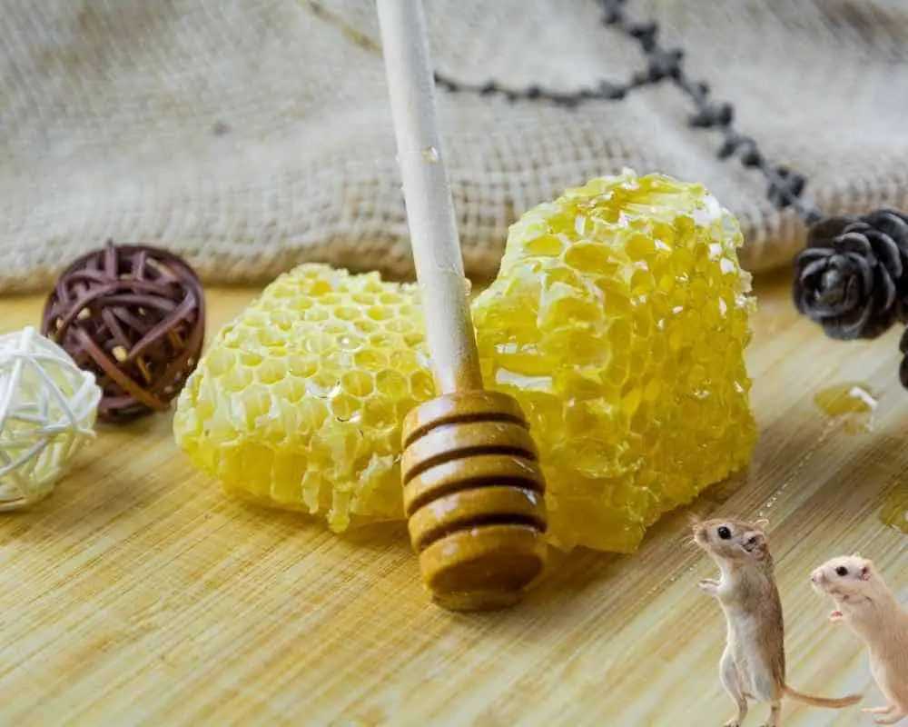 Can Your Gerbil Eat Honey?
