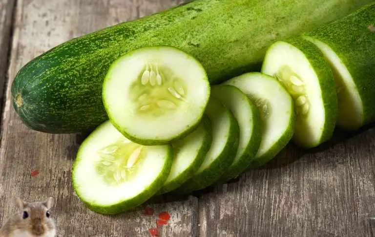 Can gerbils eat Cucumber