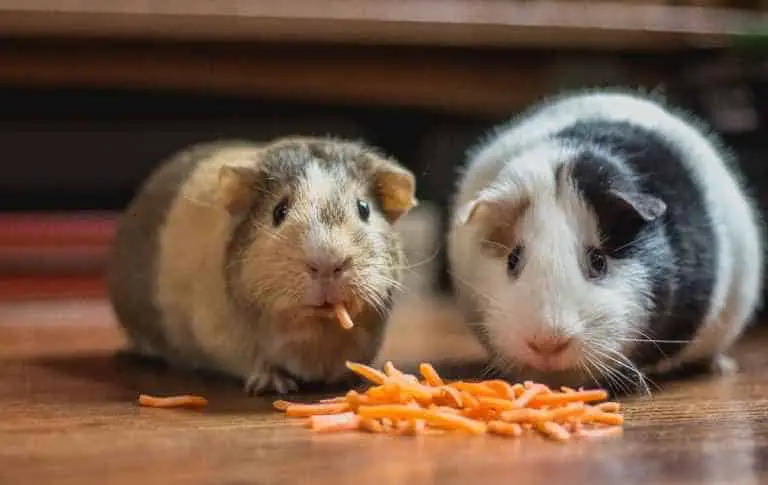 Can You Feed Your Gerbil Guinea Pig Foods?