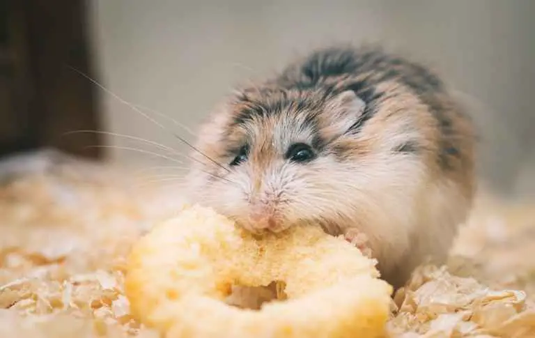Can Your Gerbil Eat Hamster Treats?