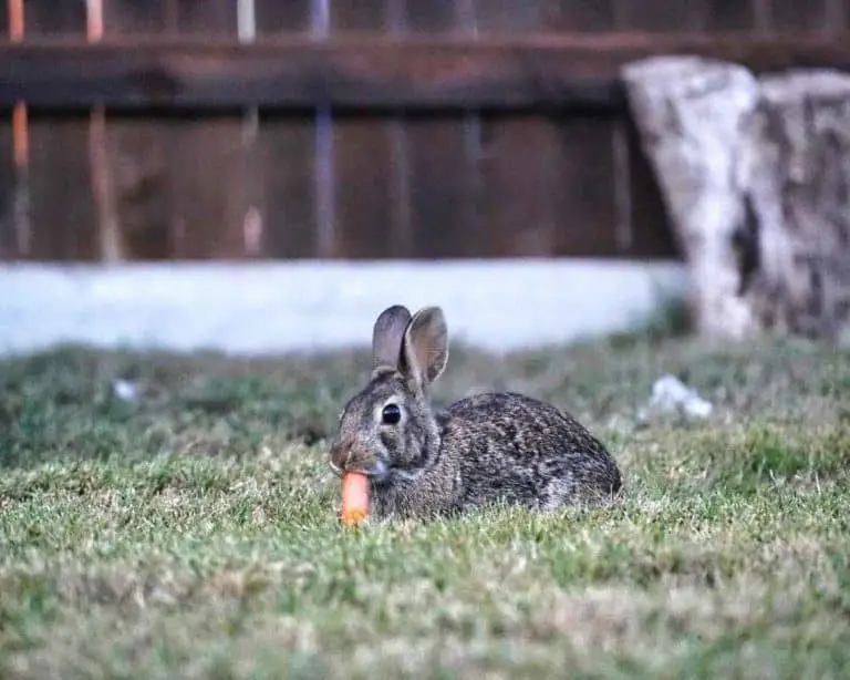 Can Gerbils Eat Rabbit Food?