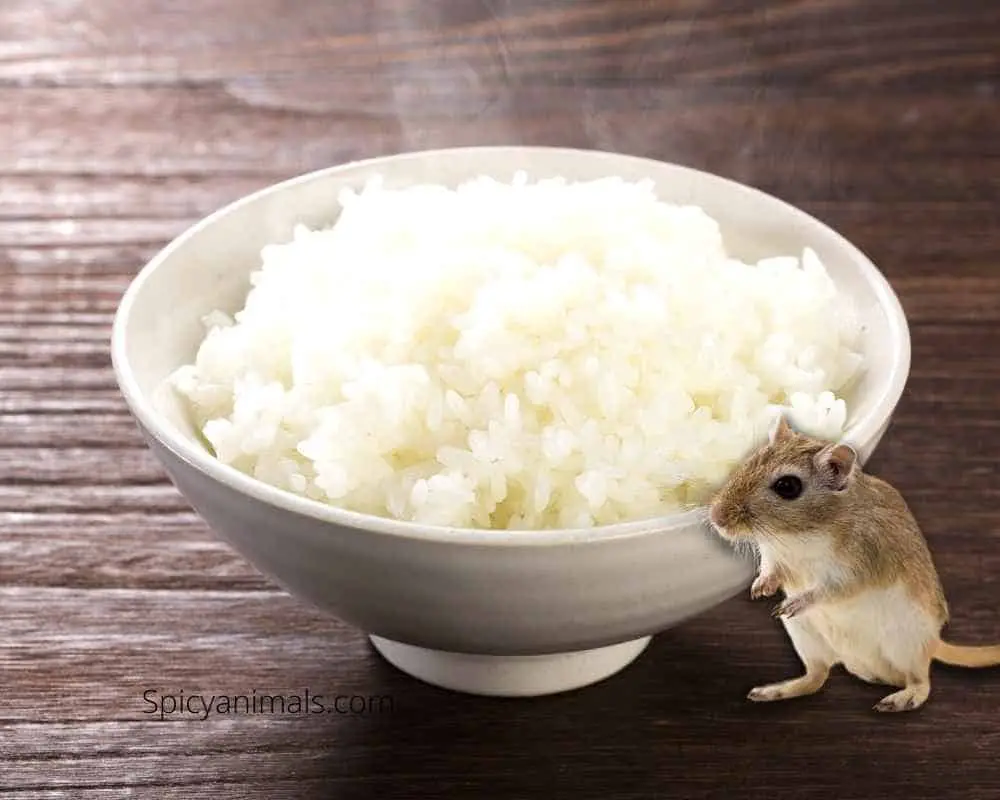 can gerbils eat Rice
