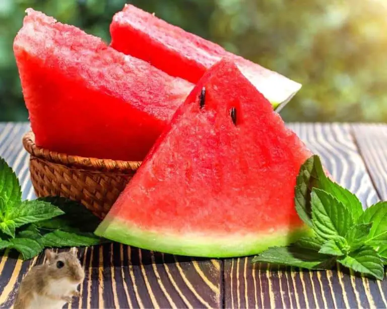 can gerbils eat watermelon