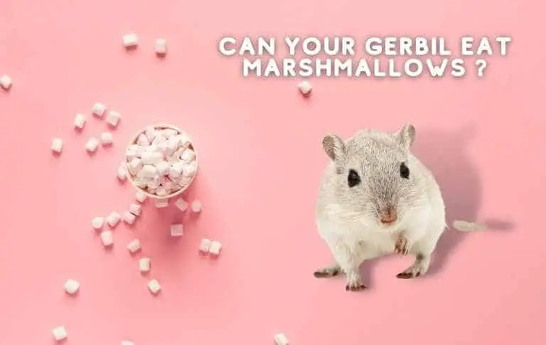 can gerbils eat marshmallows