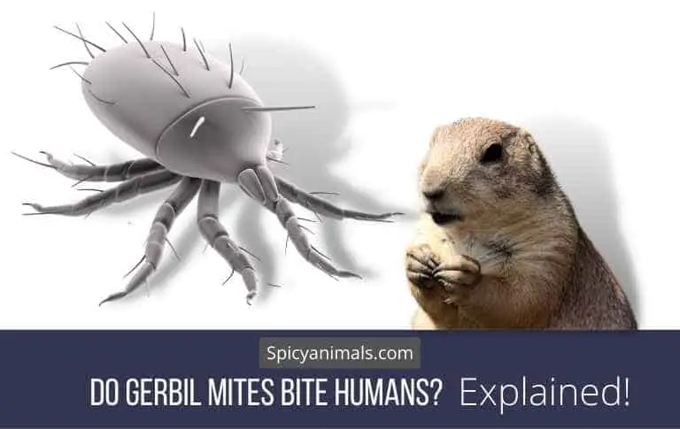 Do Gerbil Mites Bite Humans?