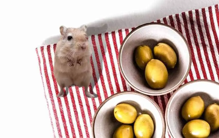 Can Your Gerbil Eat Olives?