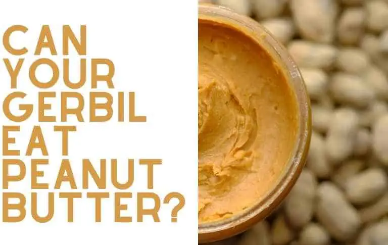 can gerbils eat peanut butter