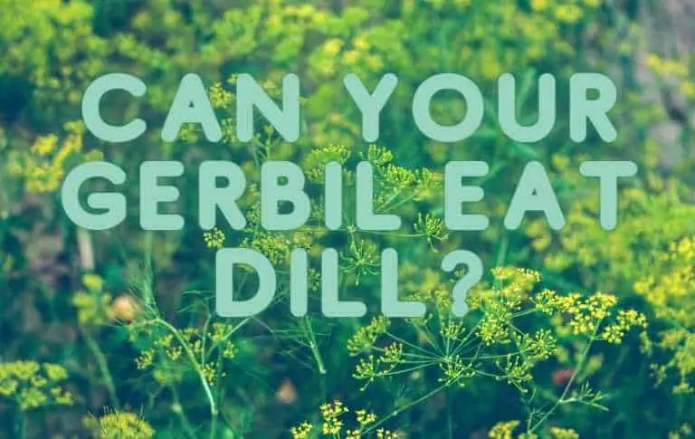 can your gerbils eat Dill?