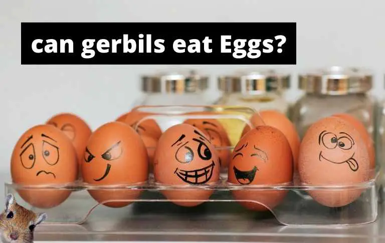 CAN GERBILS EAT EGGS?