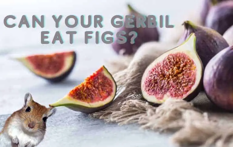 can gerbils eat Figs