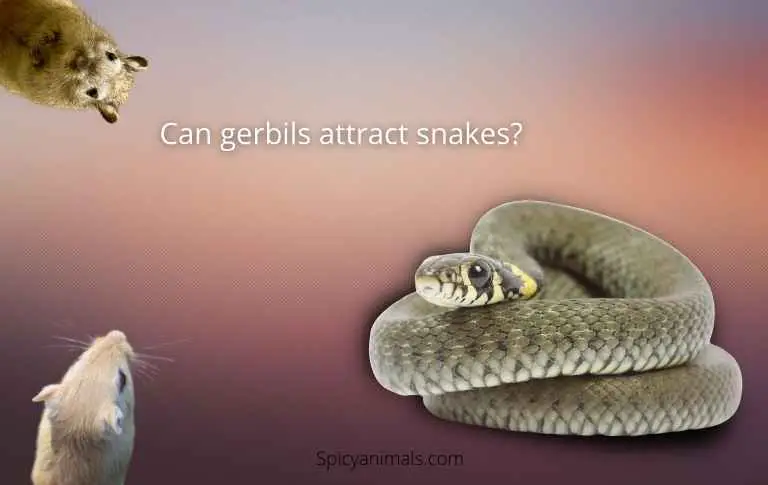 can gerbils attract snakes