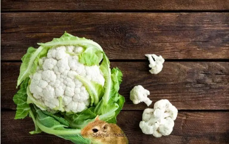 Can gerbils eat Cauliflower?
