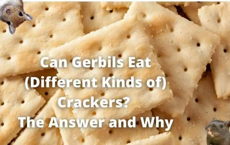 Can gerbils eat crackers?