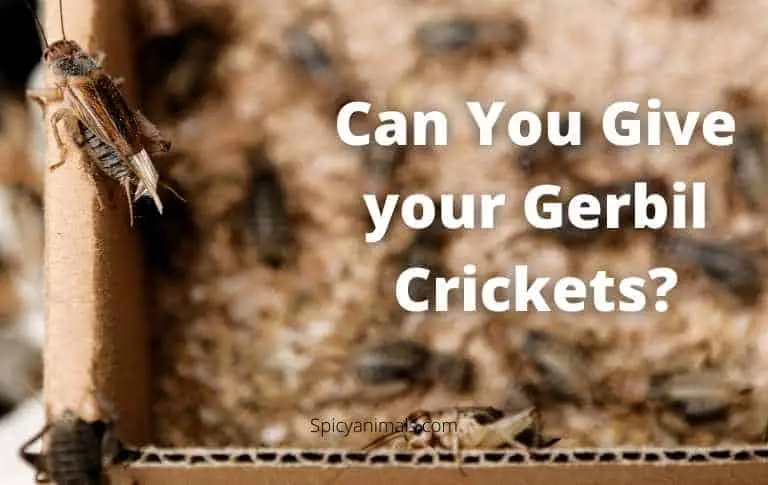 Can Gerbils eat Crickets