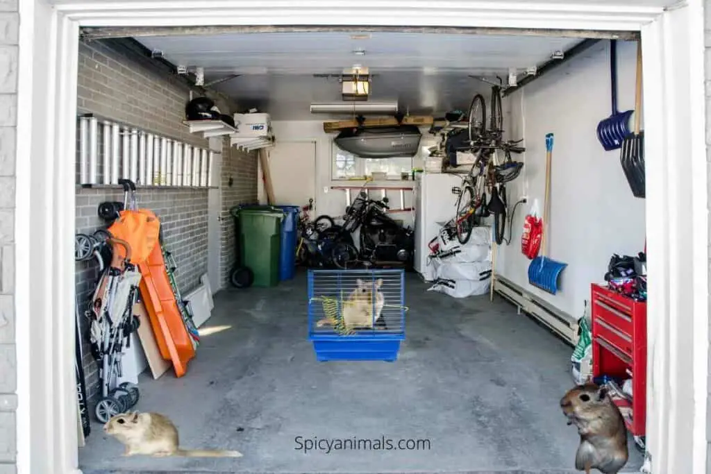 can gerbils live in a garage