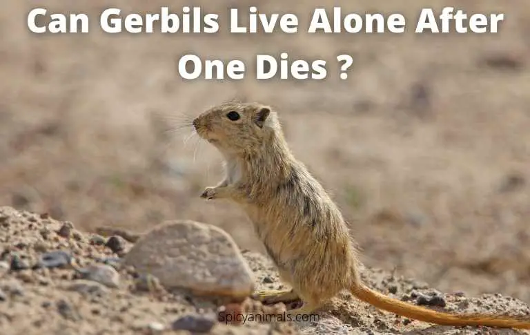 Can Gerbils Live Alone After One Dies 