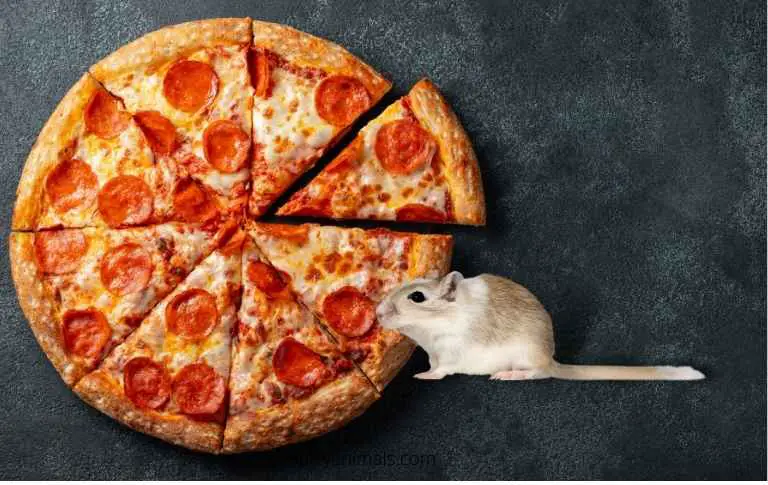 Can gerbils eat pizza