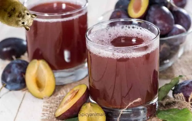 can gerbils have plum juice?