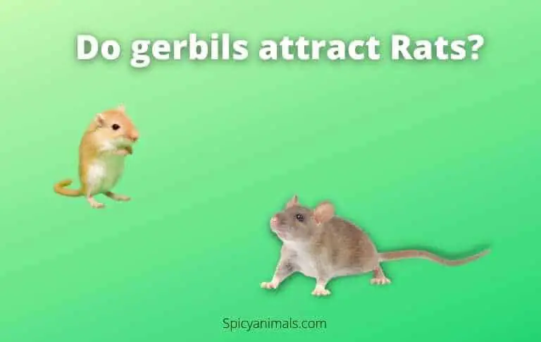 do gerbils attract rats?