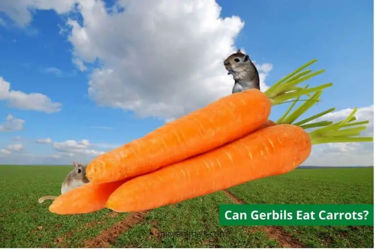 can gerbils eat carrots?