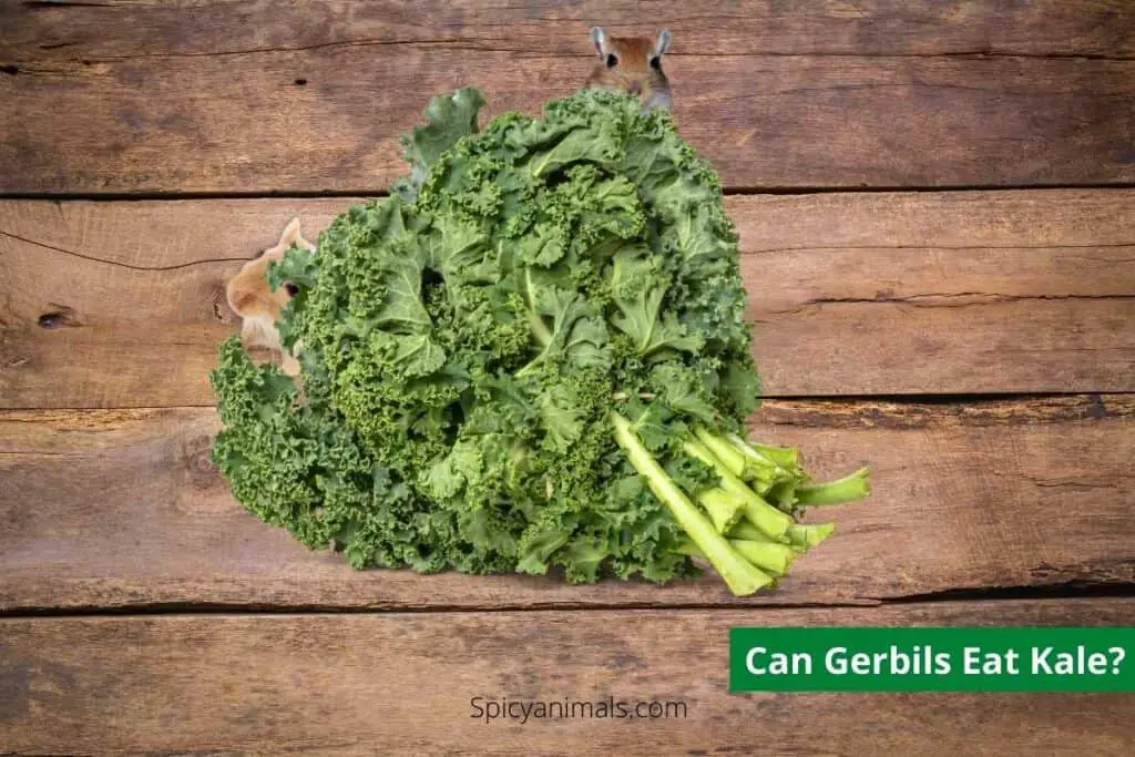 CAn gerbils eat Kale