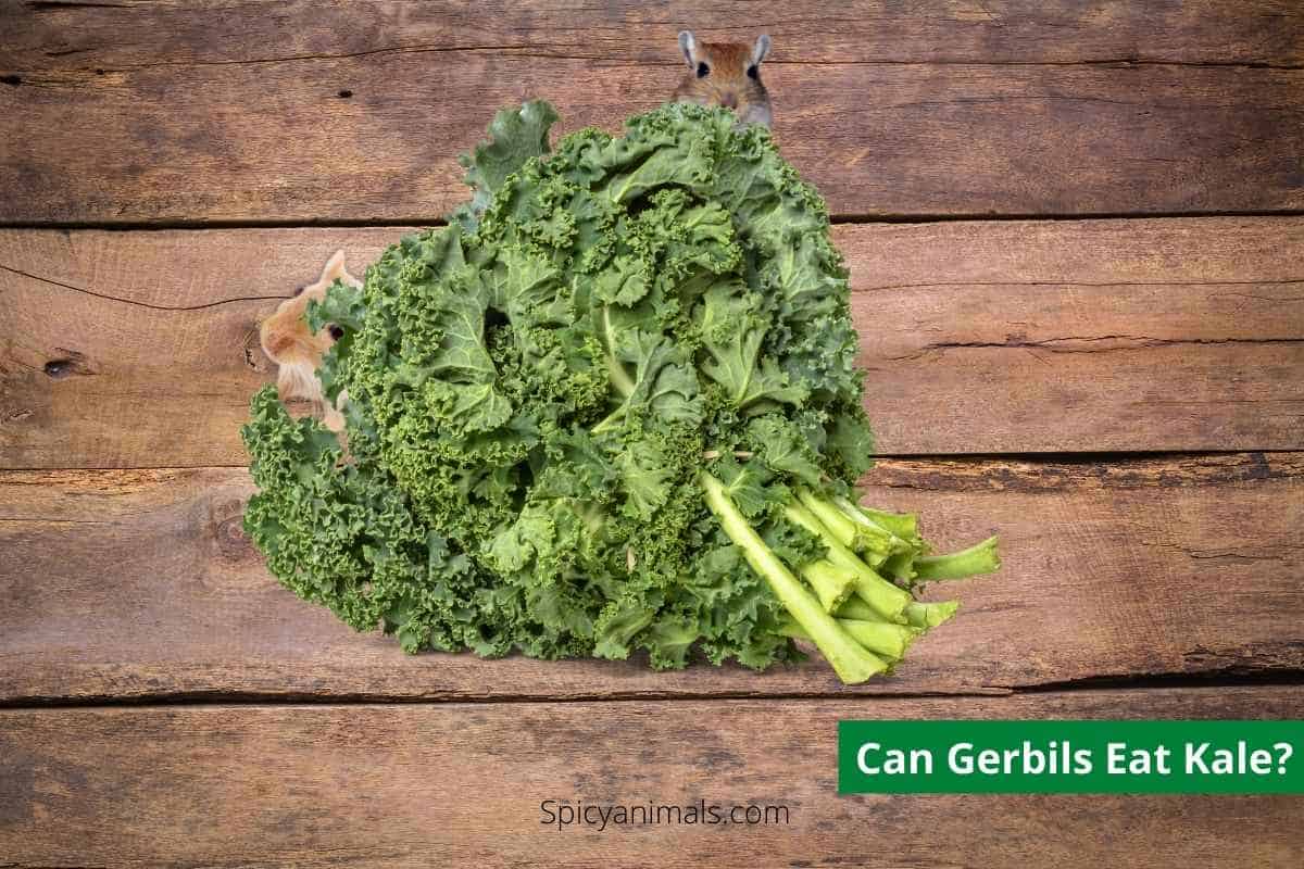 Do Gerbils Eat Kale 2025 KALE