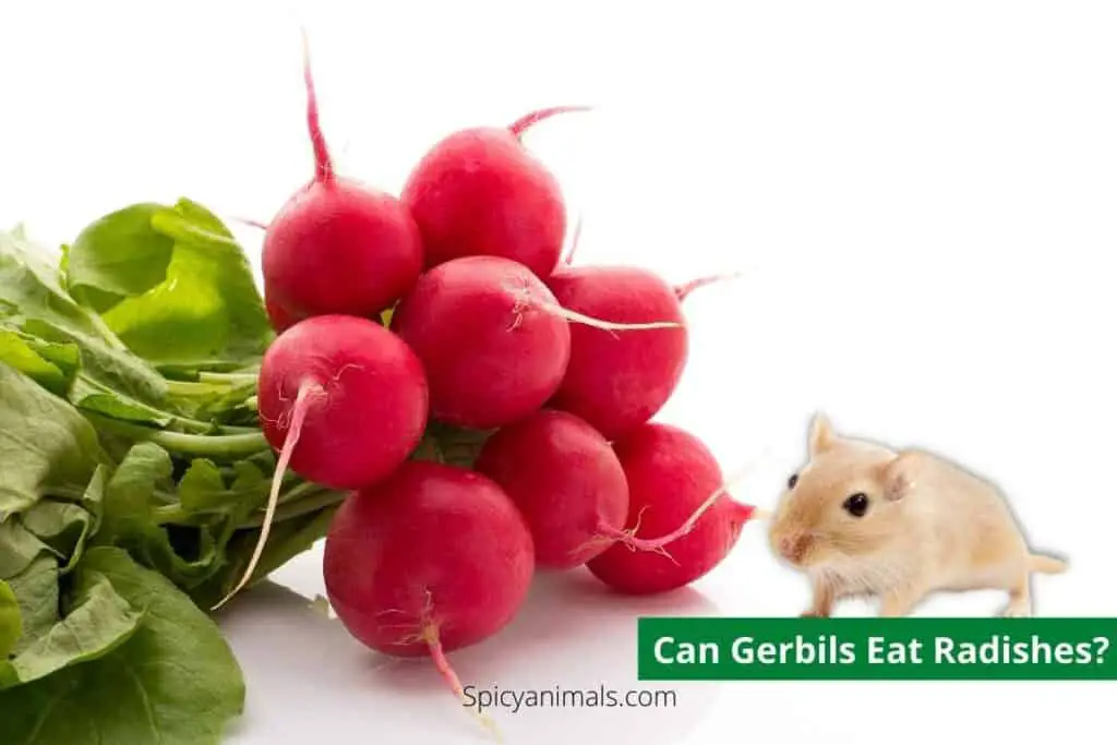 Can Gerbils Eat Radishes?
