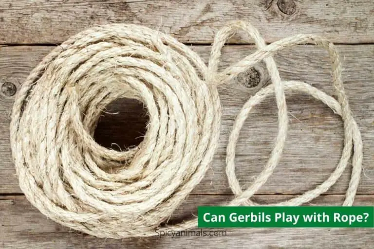 can gerbils have rope?