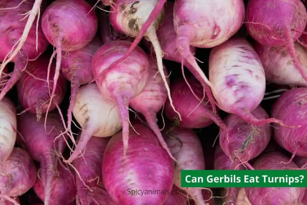 Can Gerbils Eat Turnips?