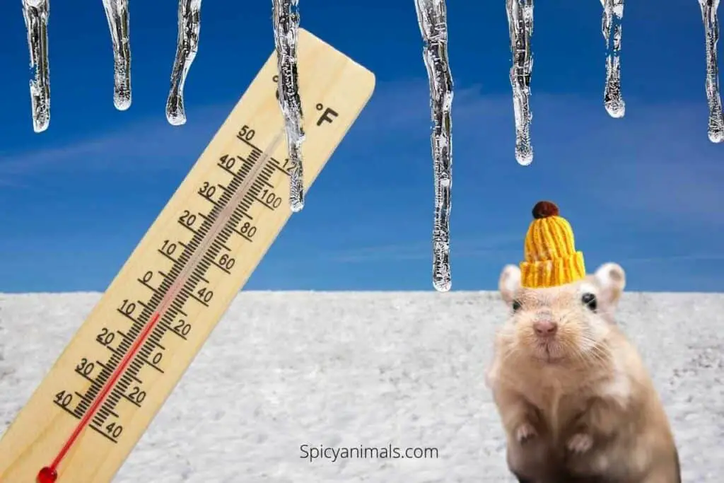 How to Keep Gerbils Warm in Winter (Helpful Tips)