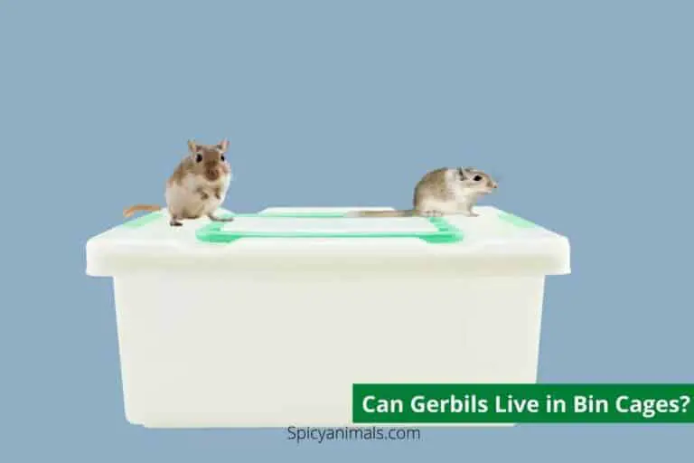 can gerbils live in bin cages'