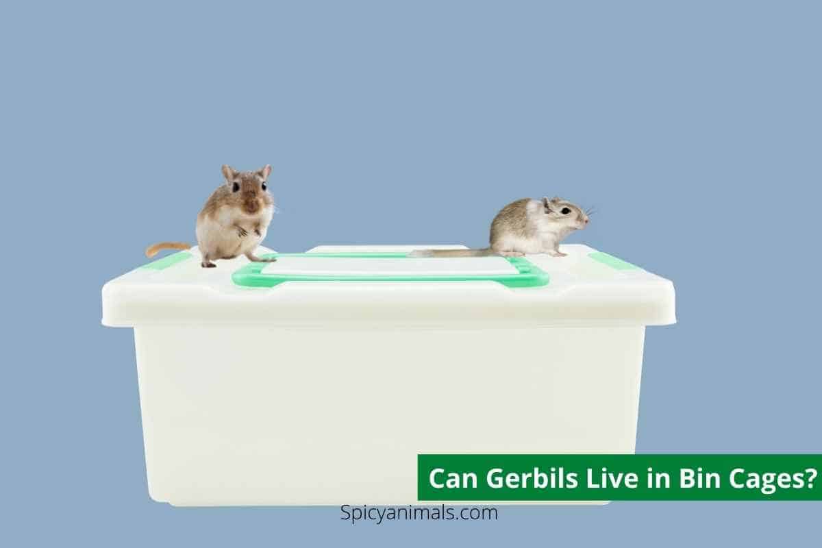 Can Gerbils Live in Bin Cages? Solved! 2024