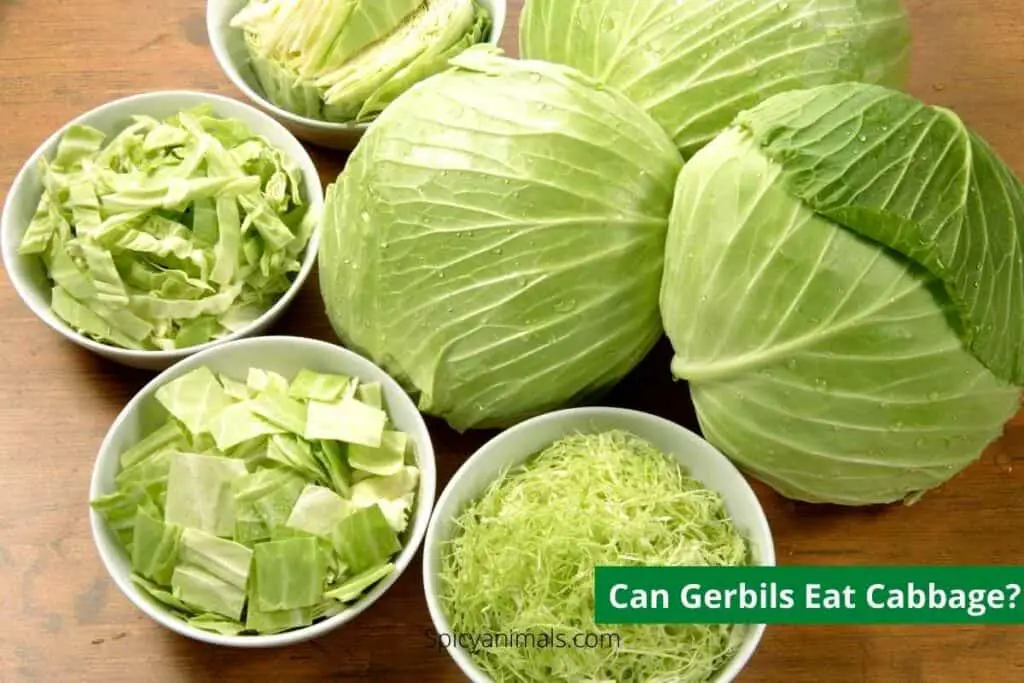 Can Gerbils Eat Cabbage?