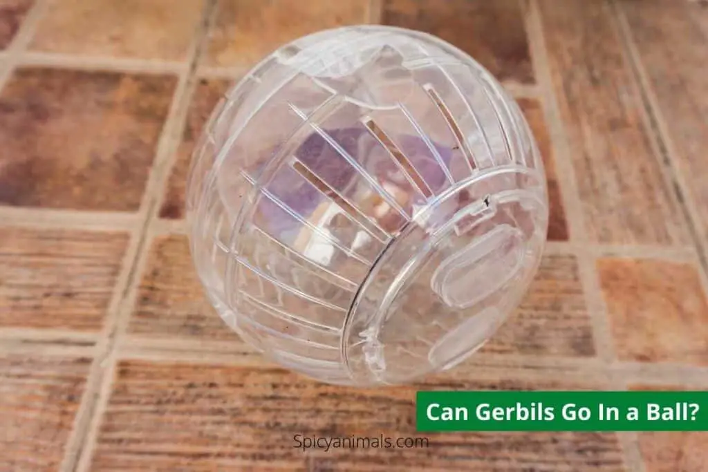 Can Gerbils Go in A Ball?