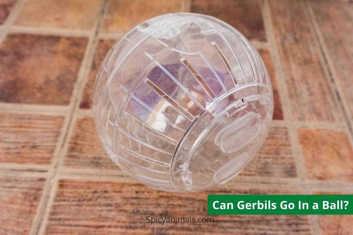 Can Gerbils Go in A Ball? 2024