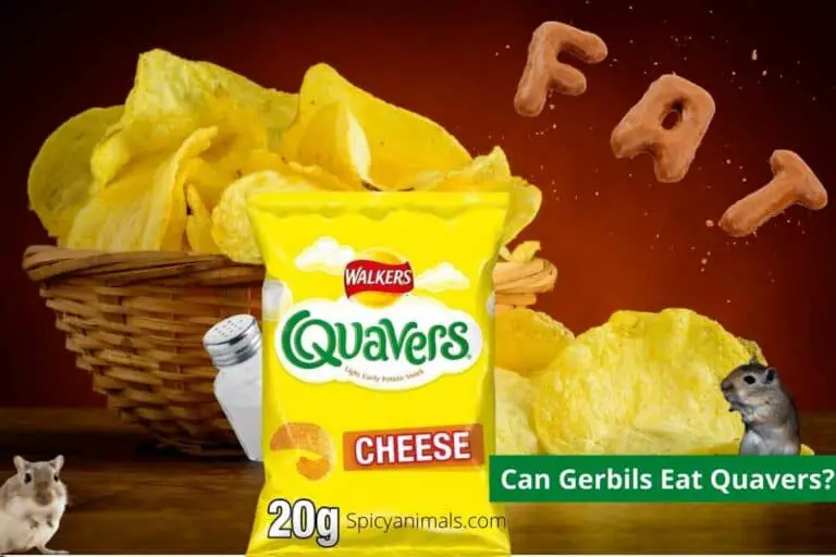 can gerbils eat quavers