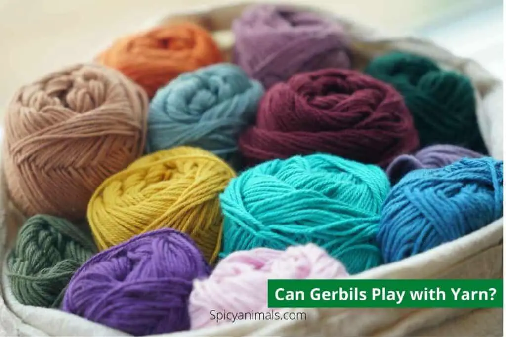 Can Gerbils Play with Yarn?