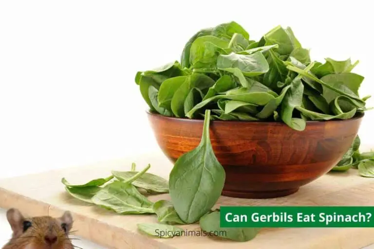 Can gerbils eat Spinach?