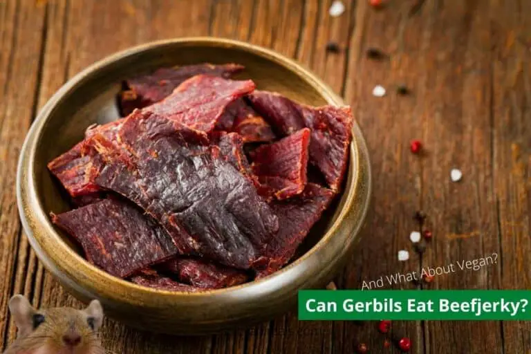 Can Gerbils Eat Beef Jerky