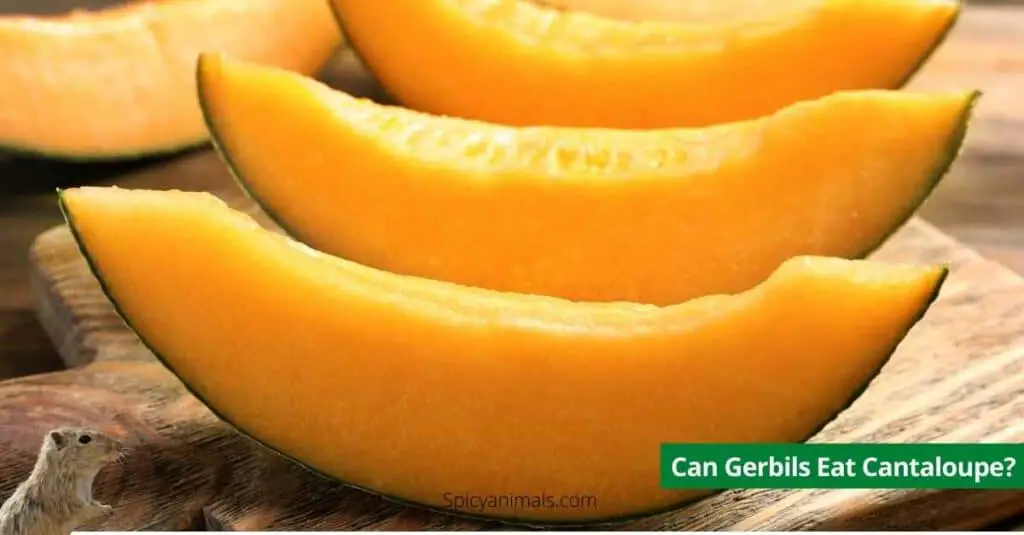 Can Gerbils Eat Cantaloupe?