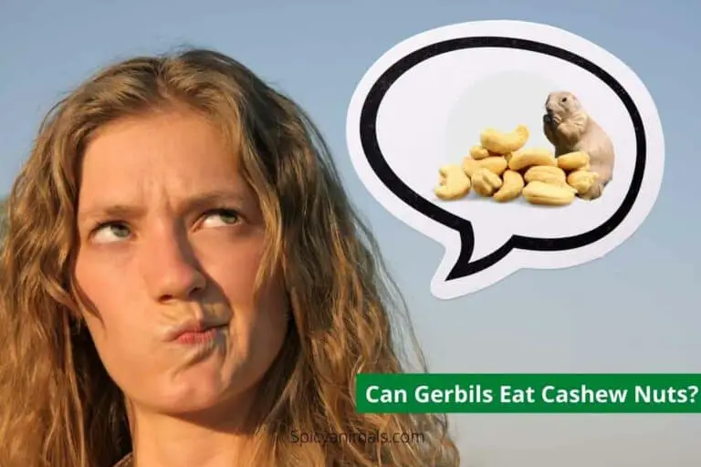 Can Gerbils Eat Cashews?