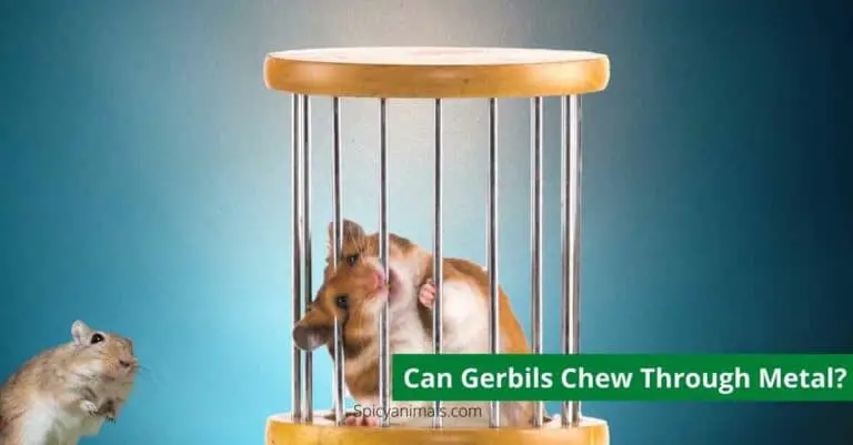 Can Gerbils Chew Through Metal?