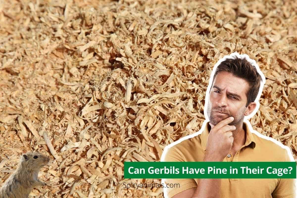 Can Gerbils Use Pine Bedding in Their Cage? A Comprehensive Guide 2024