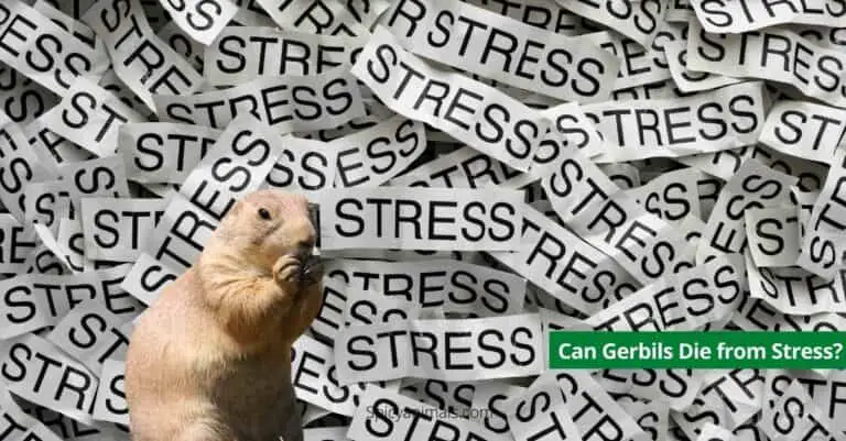 Can Gerbils Die from Stress?