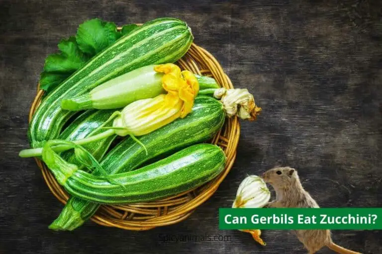 can gerbils eat zucchini