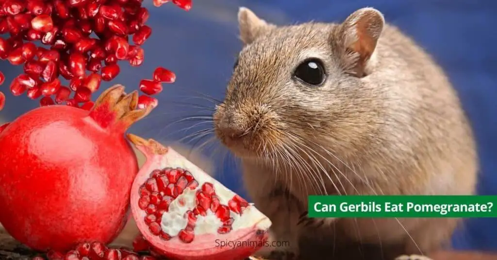 Can Gerbils Eat Pomegranate?
