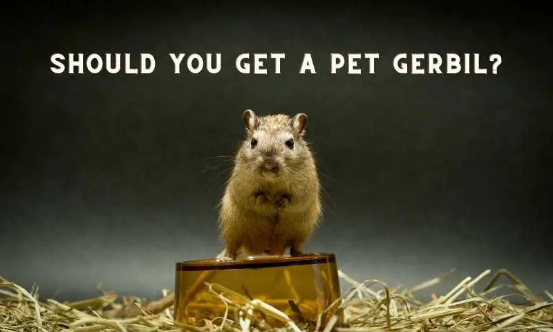 Pros and cons of owning Gerbils