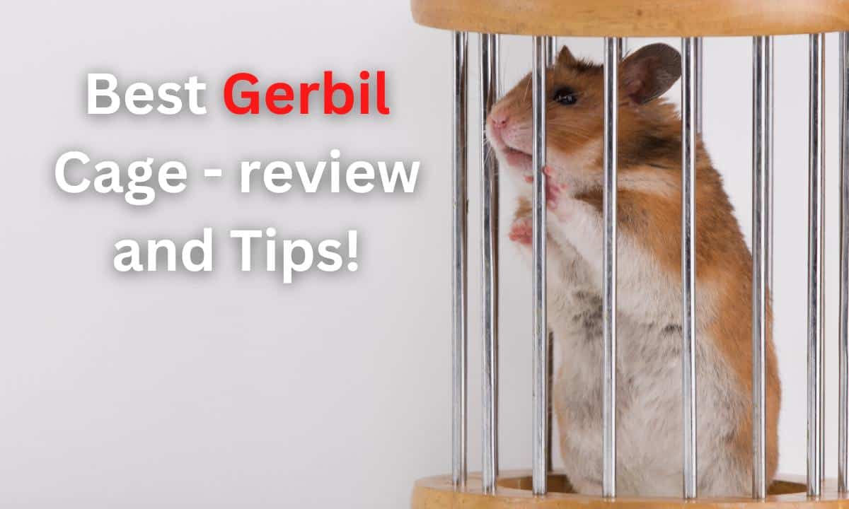 Visual Reference: Best Gerbil Cages Review Tips