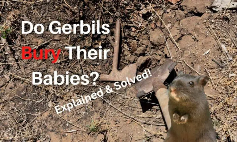 Do gerbils bury their babies
